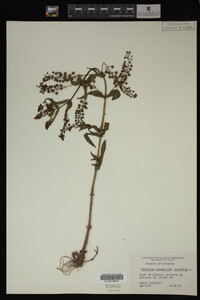 Veronica anagallis-aquatica image