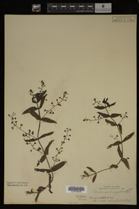 Veronica anagallis-aquatica image