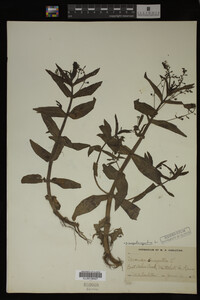 Veronica anagallis-aquatica image