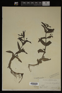 Veronica anagallis-aquatica image