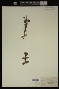Veronica anagallis-aquatica image