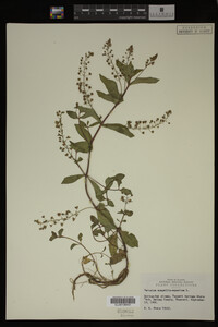 Veronica anagallis-aquatica image