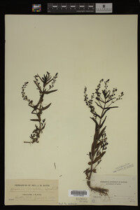 Veronica anagallis-aquatica image