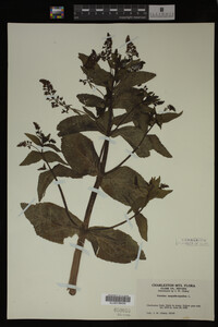 Image Associated With the Occurrence