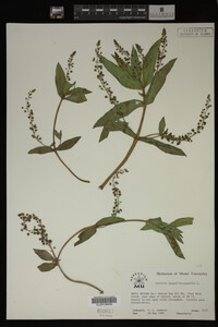 Veronica anagallis-aquatica image