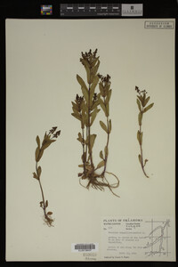 Veronica anagallis-aquatica image