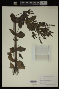 Veronica anagallis-aquatica image