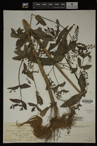 Veronica anagallis-aquatica image