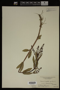 Veronica anagallis-aquatica image
