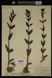 Veronica anagallis-aquatica image