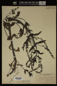 Veronica anagallis-aquatica image
