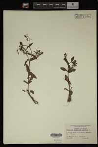 Veronica anagallis-aquatica image