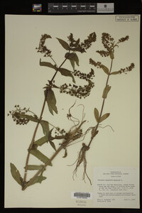 Veronica anagallis-aquatica image