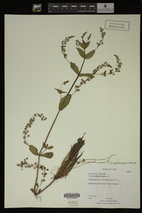 Veronica anagallis-aquatica image