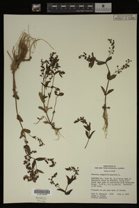 Veronica anagallis-aquatica image