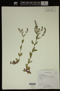Veronica anagallis-aquatica image