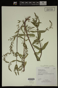 Veronica anagallis-aquatica image