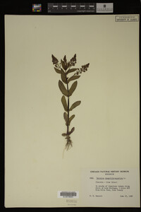 Veronica anagallis-aquatica image