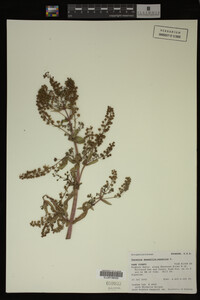Veronica anagallis-aquatica image