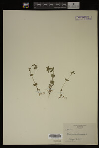 Veronica arvensis image