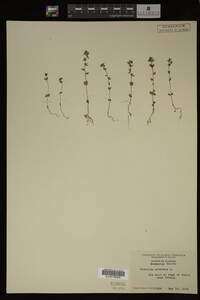Veronica arvensis image