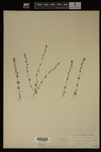 Veronica arvensis image