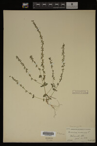 Veronica arvensis image