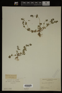 Veronica arvensis image