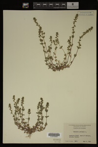 Veronica arvensis image