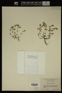 Veronica arvensis image