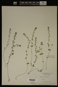 Veronica arvensis image