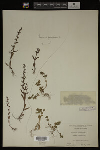Veronica arvensis image