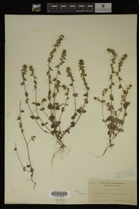 Veronica arvensis image
