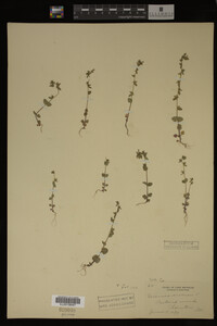 Veronica arvensis image