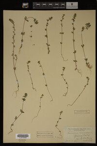 Veronica arvensis image