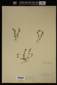 Veronica arvensis image