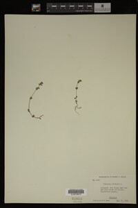Veronica arvensis image