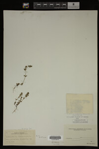 Veronica arvensis image
