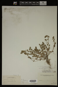 Veronica arvensis image