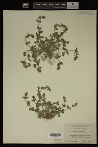 Veronica arvensis image