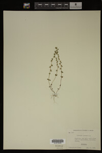 Veronica arvensis image