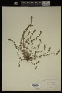 Veronica arvensis image