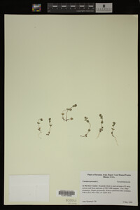 Veronica arvensis image