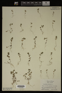 Veronica arvensis image