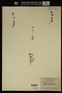 Veronica arvensis image
