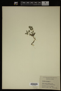 Veronica arvensis image