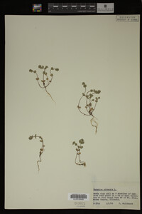 Veronica arvensis image