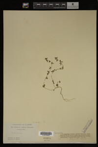 Veronica arvensis image