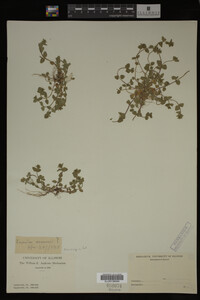 Veronica arvensis image