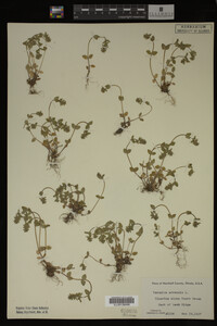 Veronica arvensis image